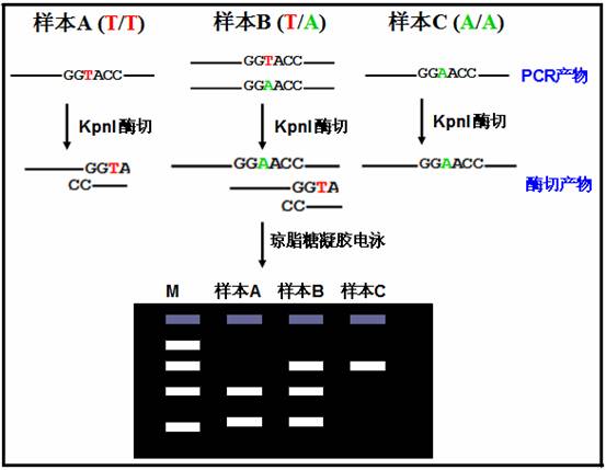 限制性內切酶酶切片斷長度多態(tài)分析法