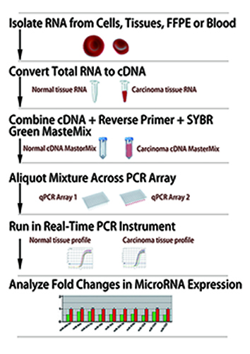 microRNA檢測流程